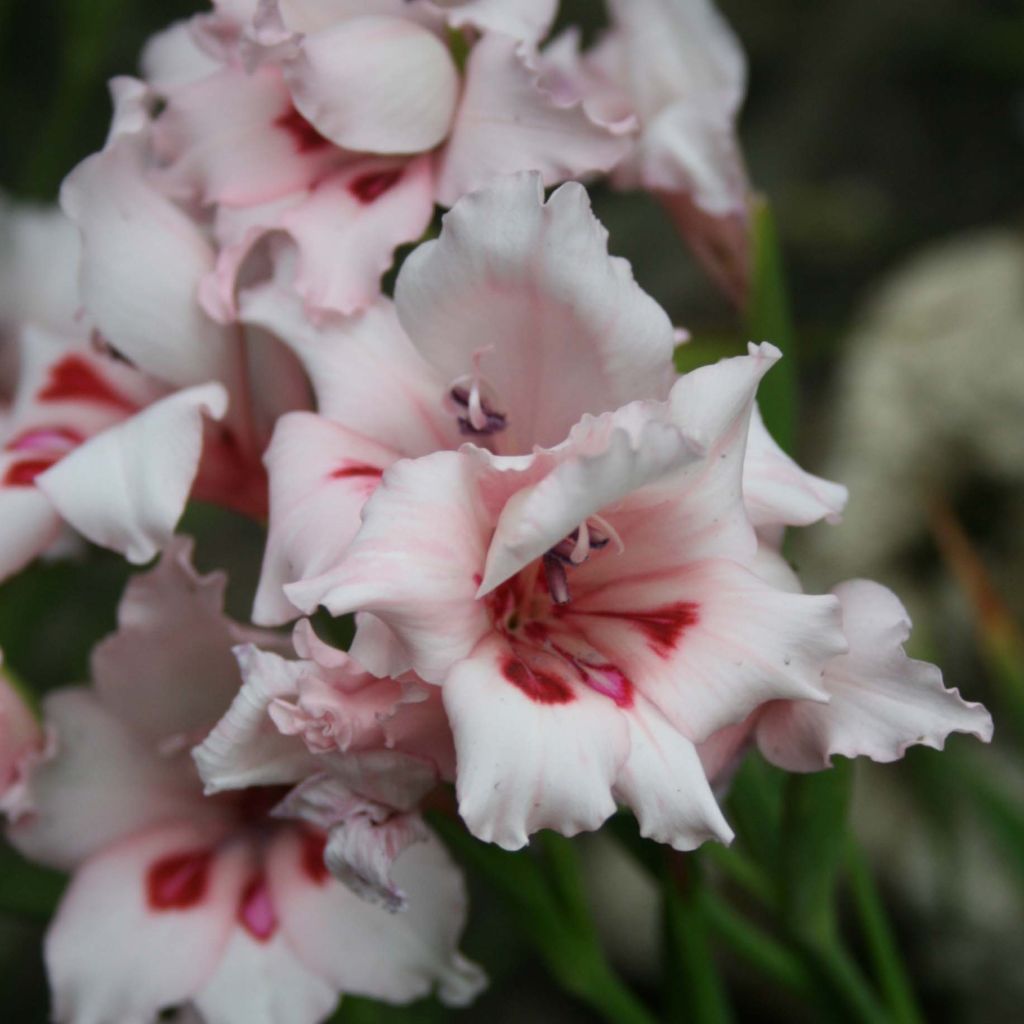 Gladiolus Nymph - Sword Lily