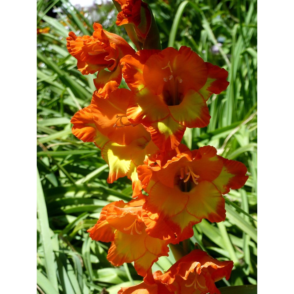 Gladiolus grandiflorus Princess Margaret Rose - Sword Lily