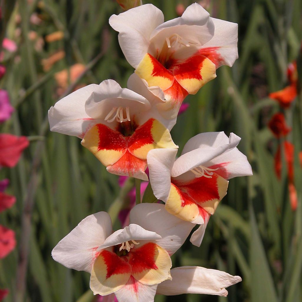 Gladiolus Lorena - Sword Lily