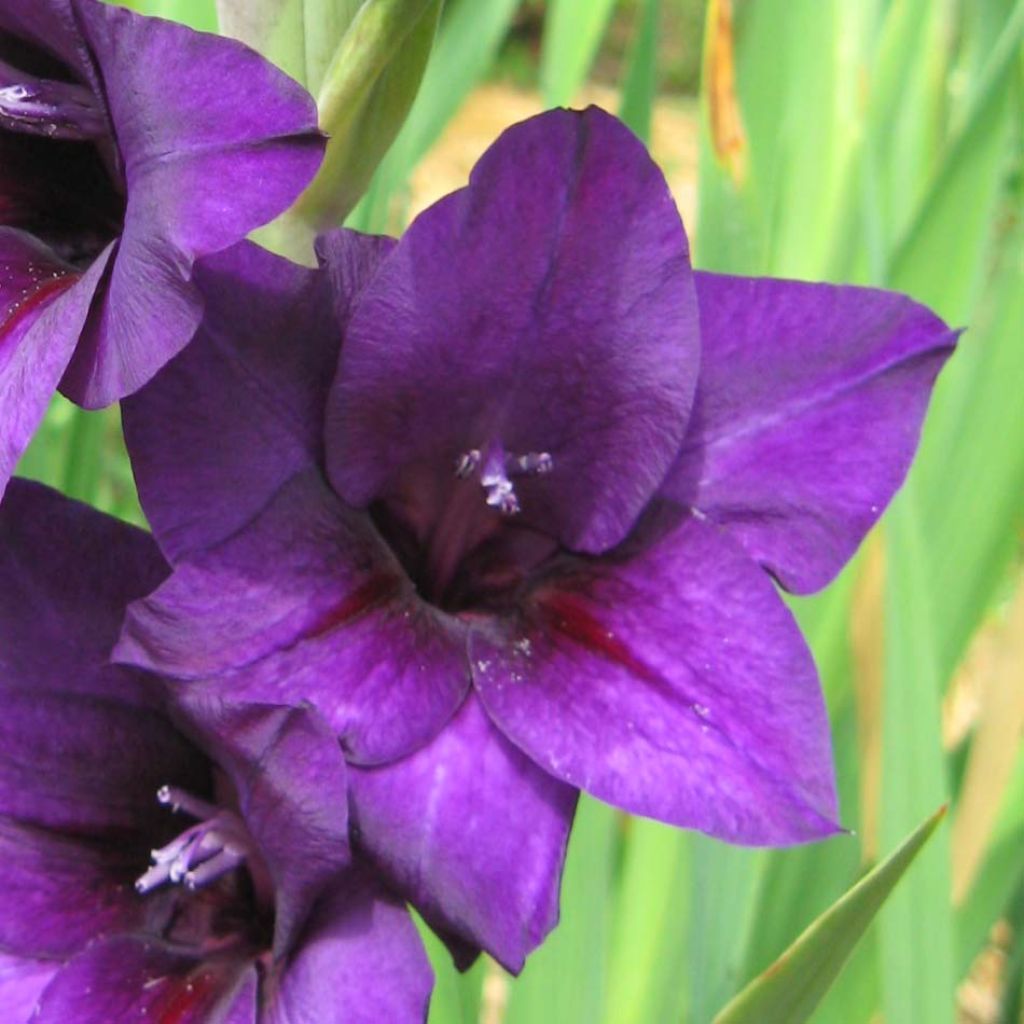 Gladiolus Violetta - Sword Lily