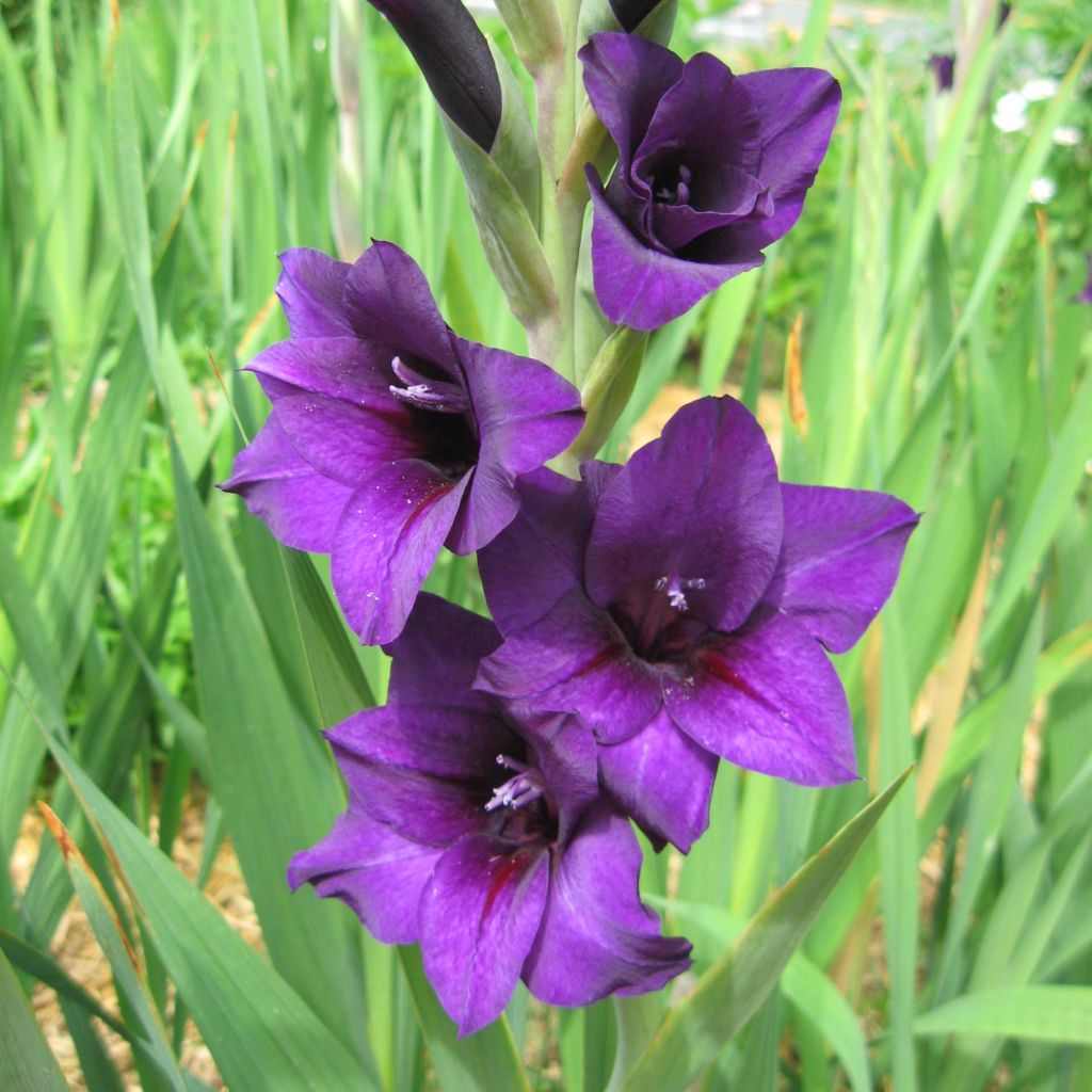 Gladiolus Violetta - Sword Lily