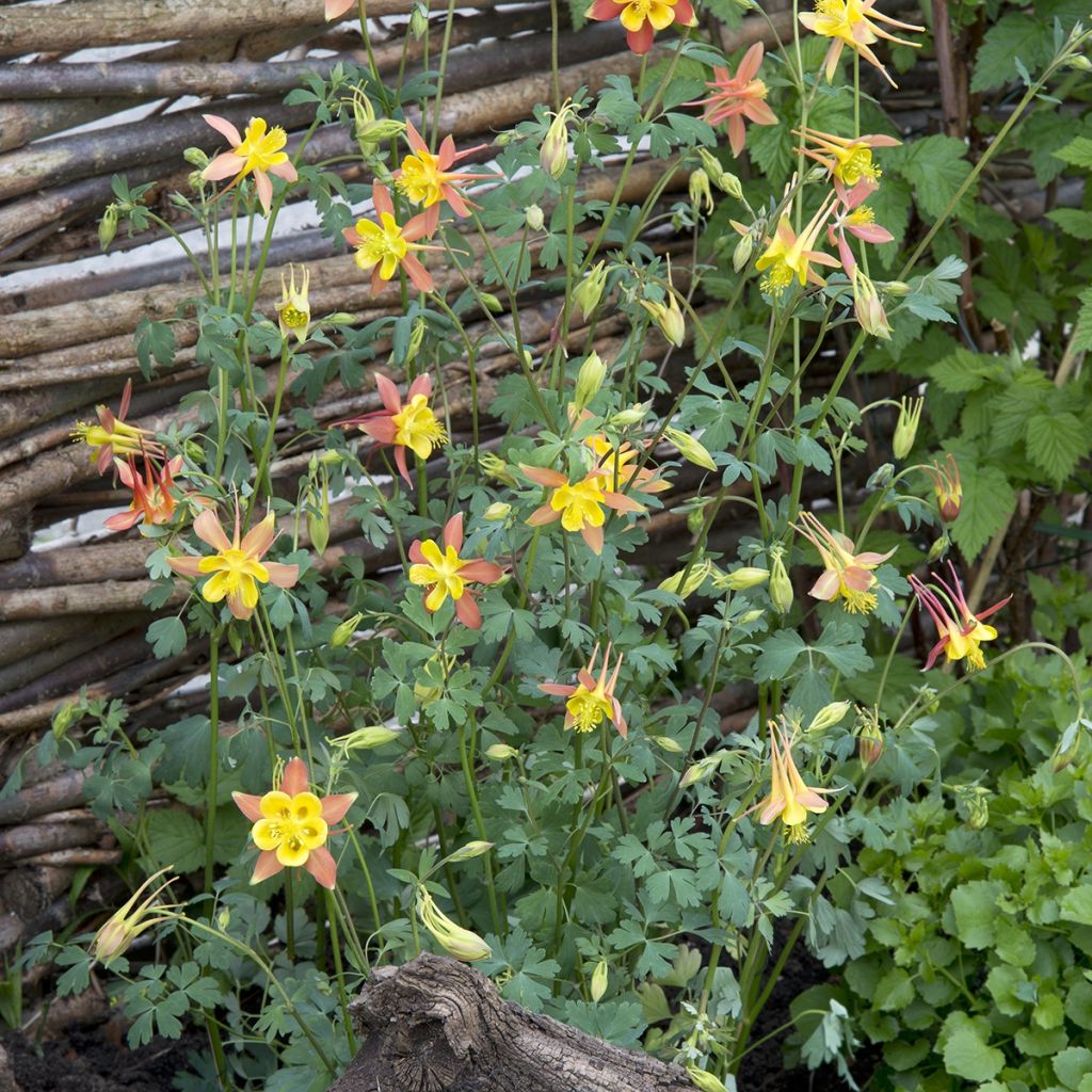 Tequila Sunrise Columbine - Aquilegia skinneri seeds