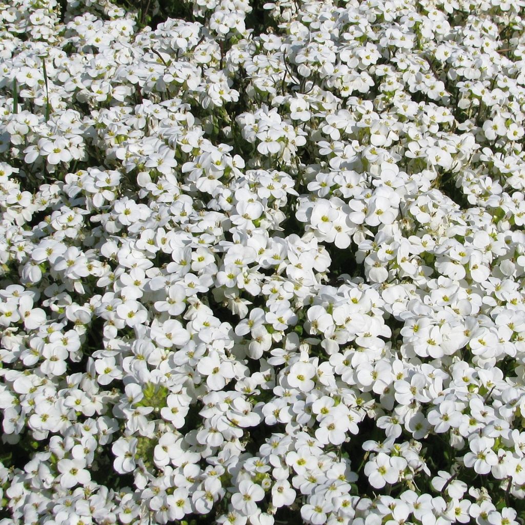 Arabis caucasica Snowball seeds