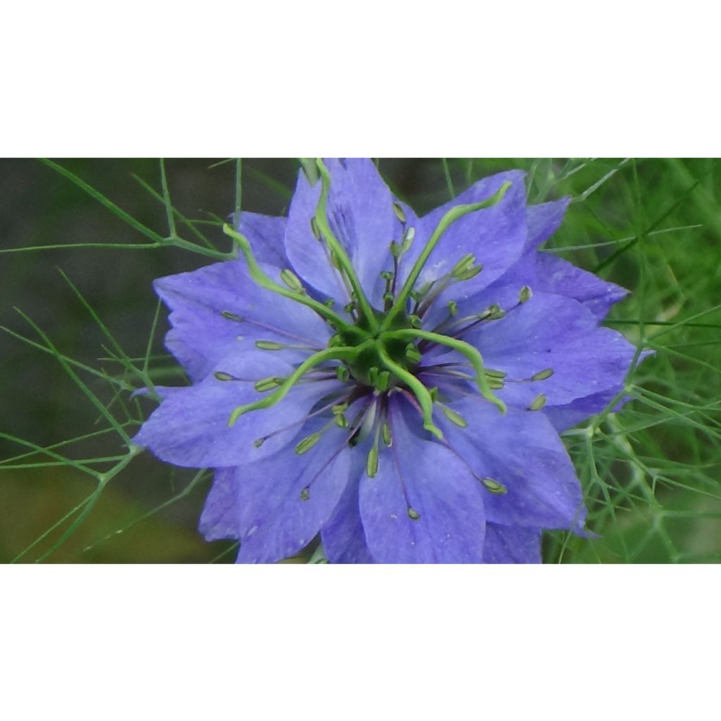 Nigella damascena Moody Blues - seeds