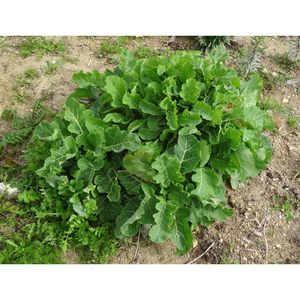 Organic Daubenton Perpetual Cabbage - Brassica oleracea