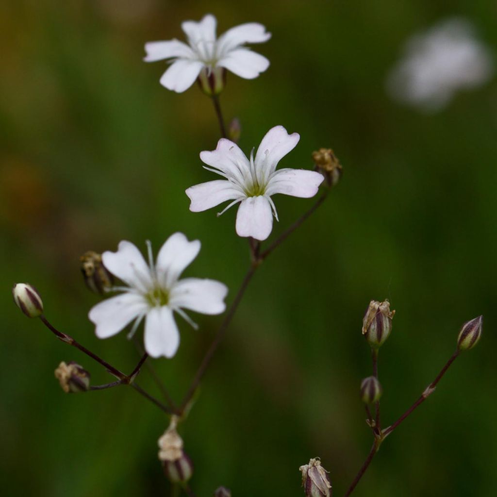 Gypsophila repens Alba