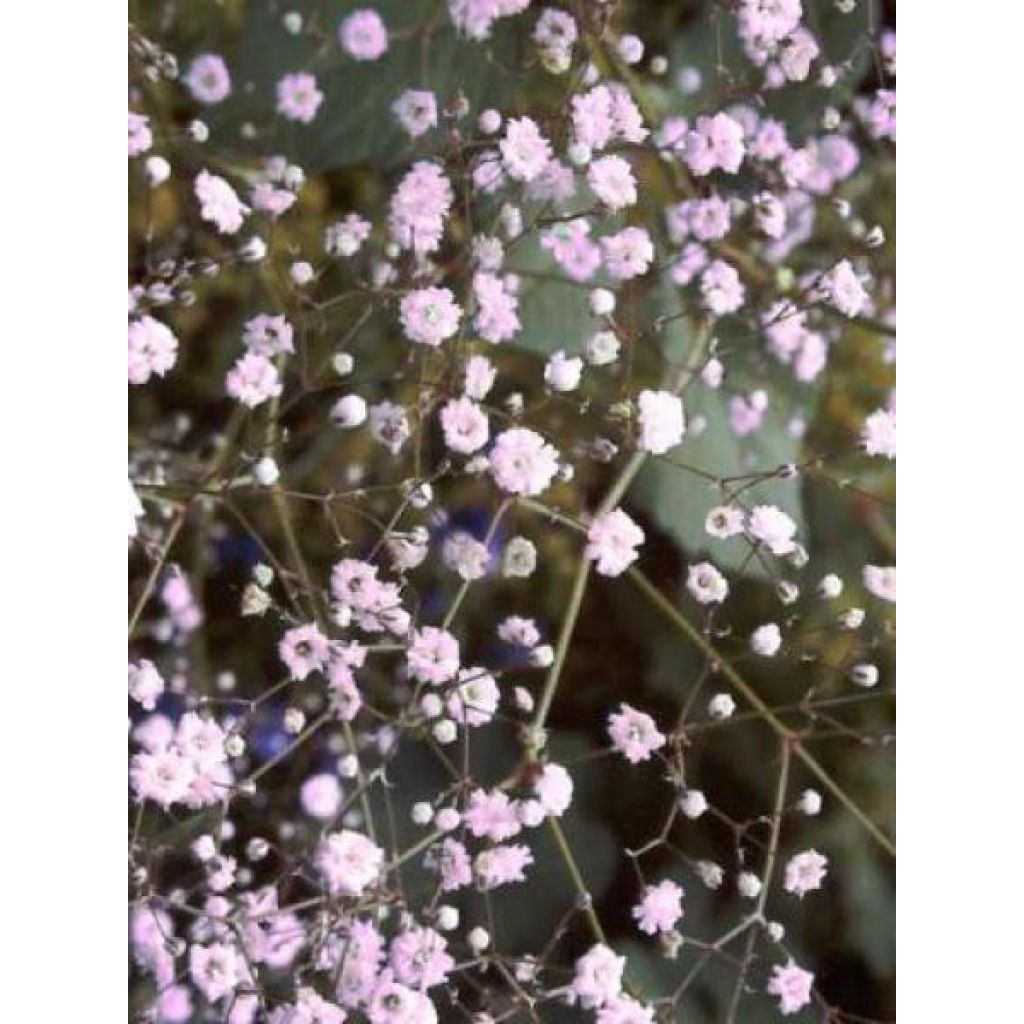 Gypsophila Rosenschleier