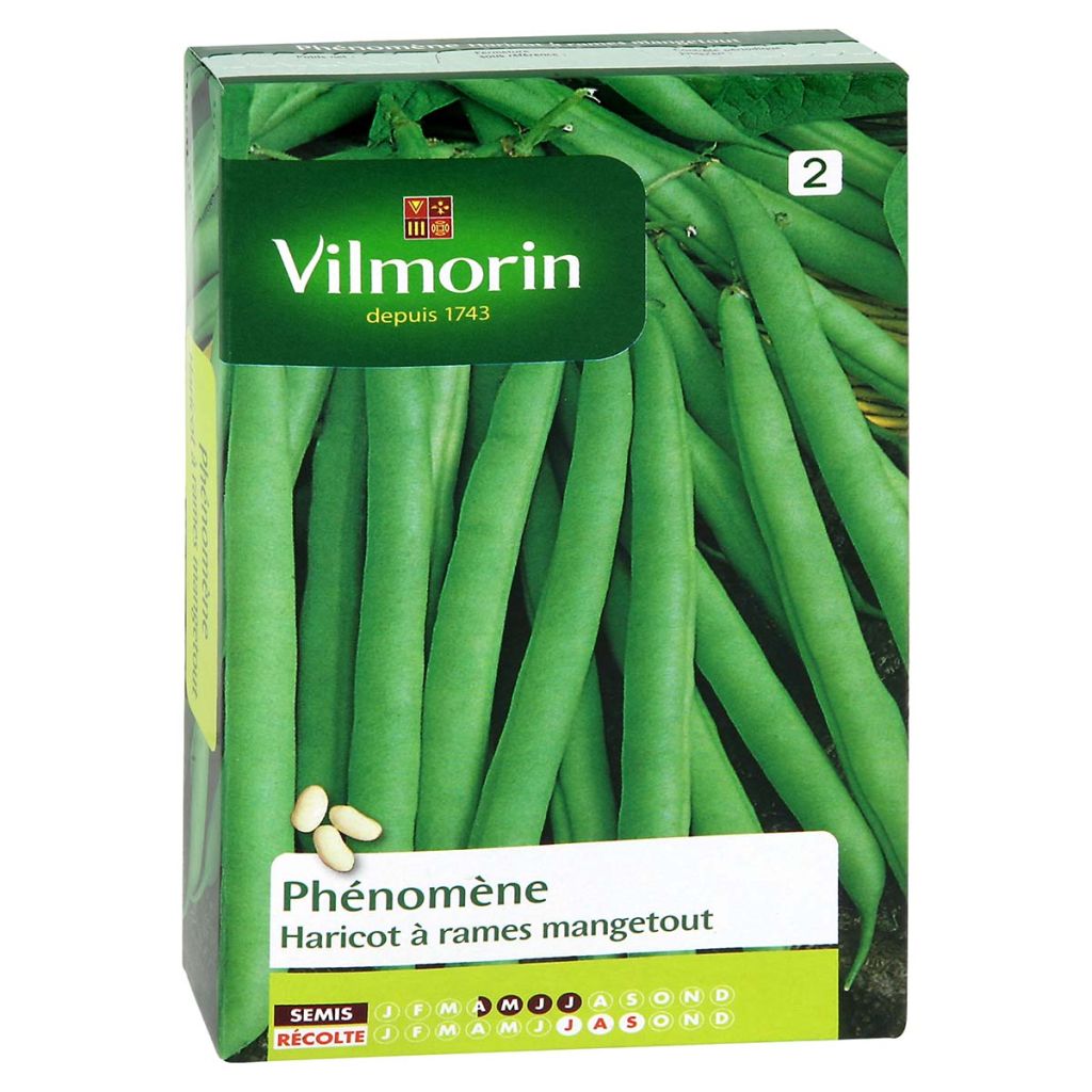 Haricot à rames Phénomène - Vilmorin