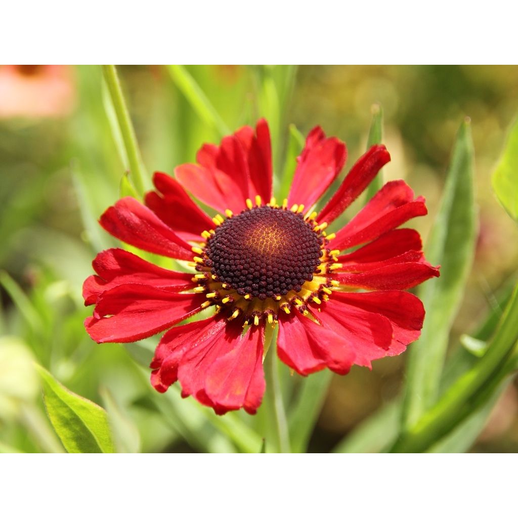 Helenium Kupferzwerg