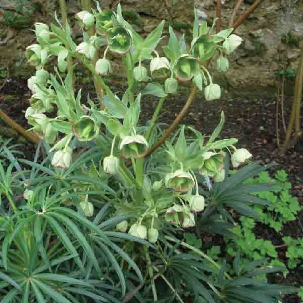 Helleborus foetidus - Stinking hellebore