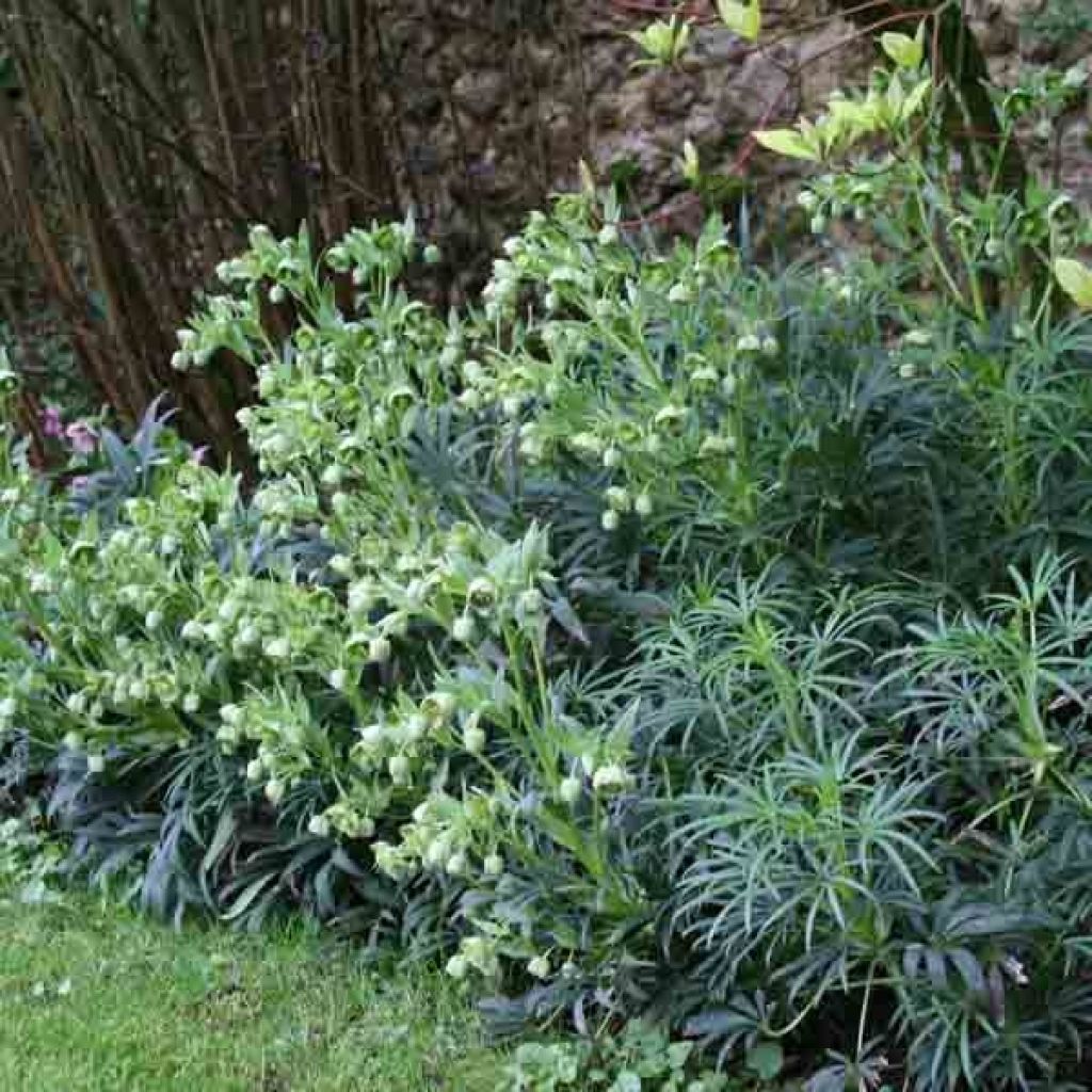 Helleborus foetidus - Stinking hellebore