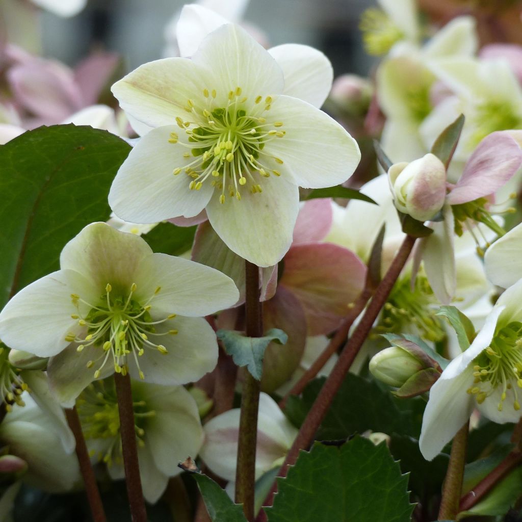 Helleborus x nigercors Emma