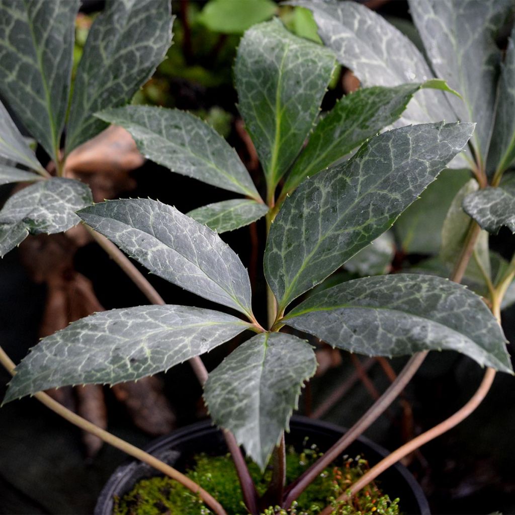 Helleborus ericsmithii Magic Leaves