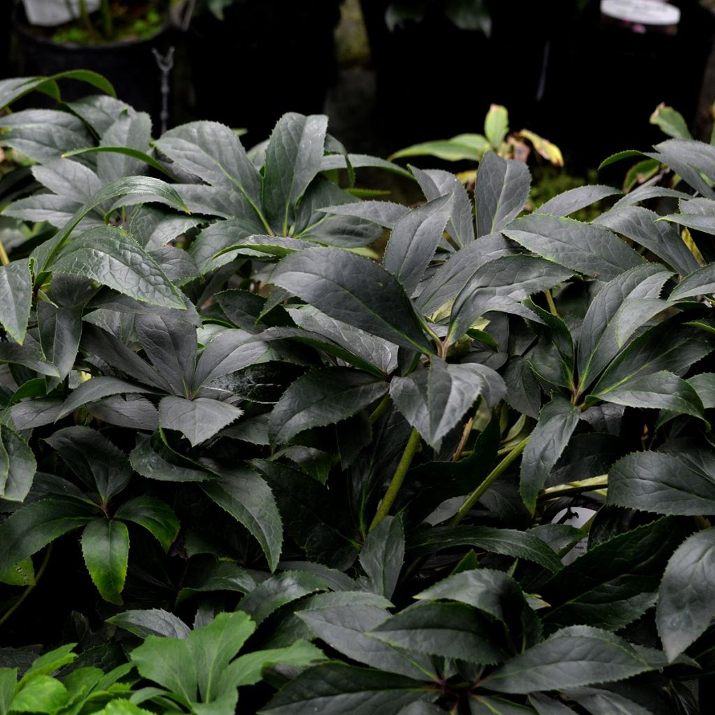 Helleborus nigercors Snow Love