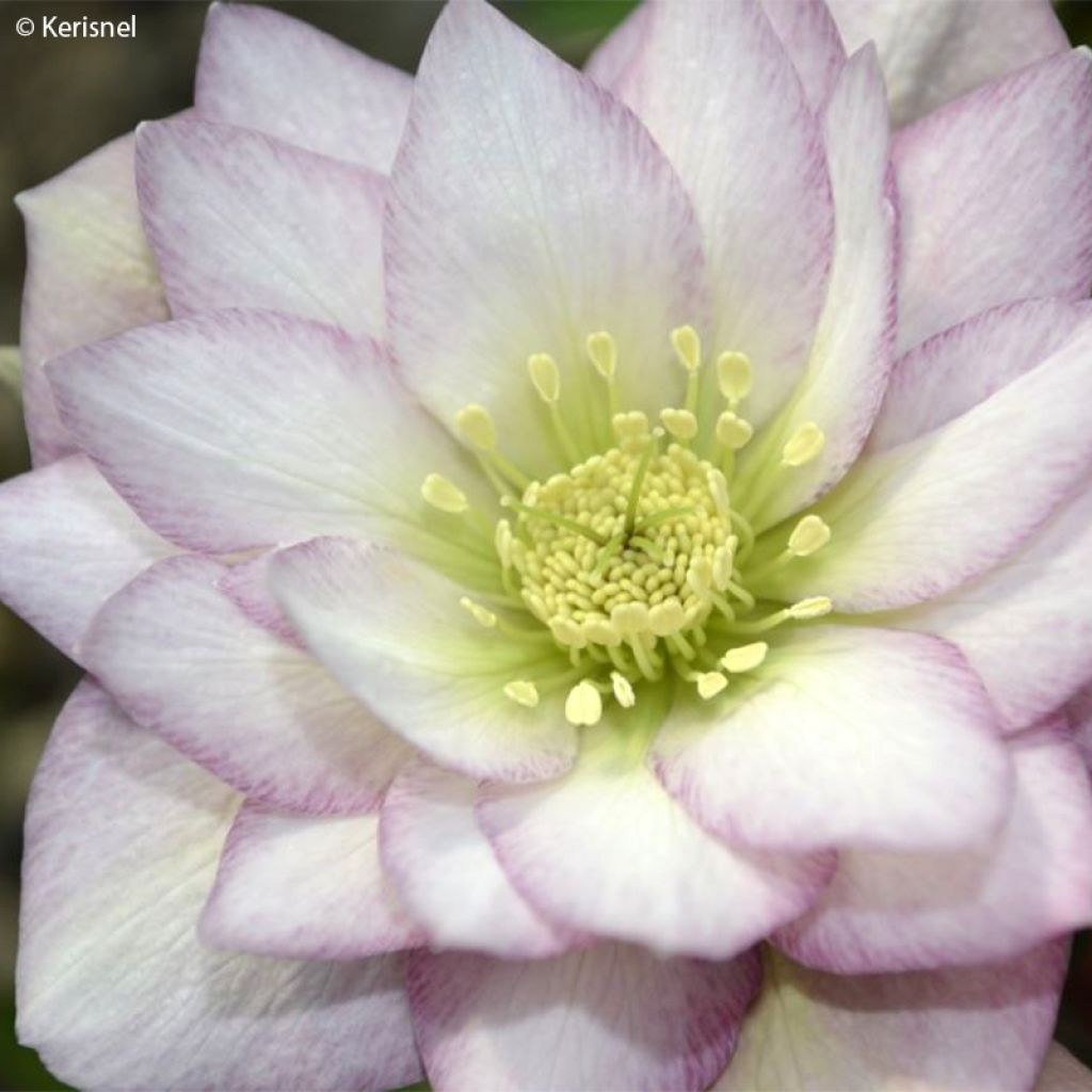 Helleborus hybridus Double Pink