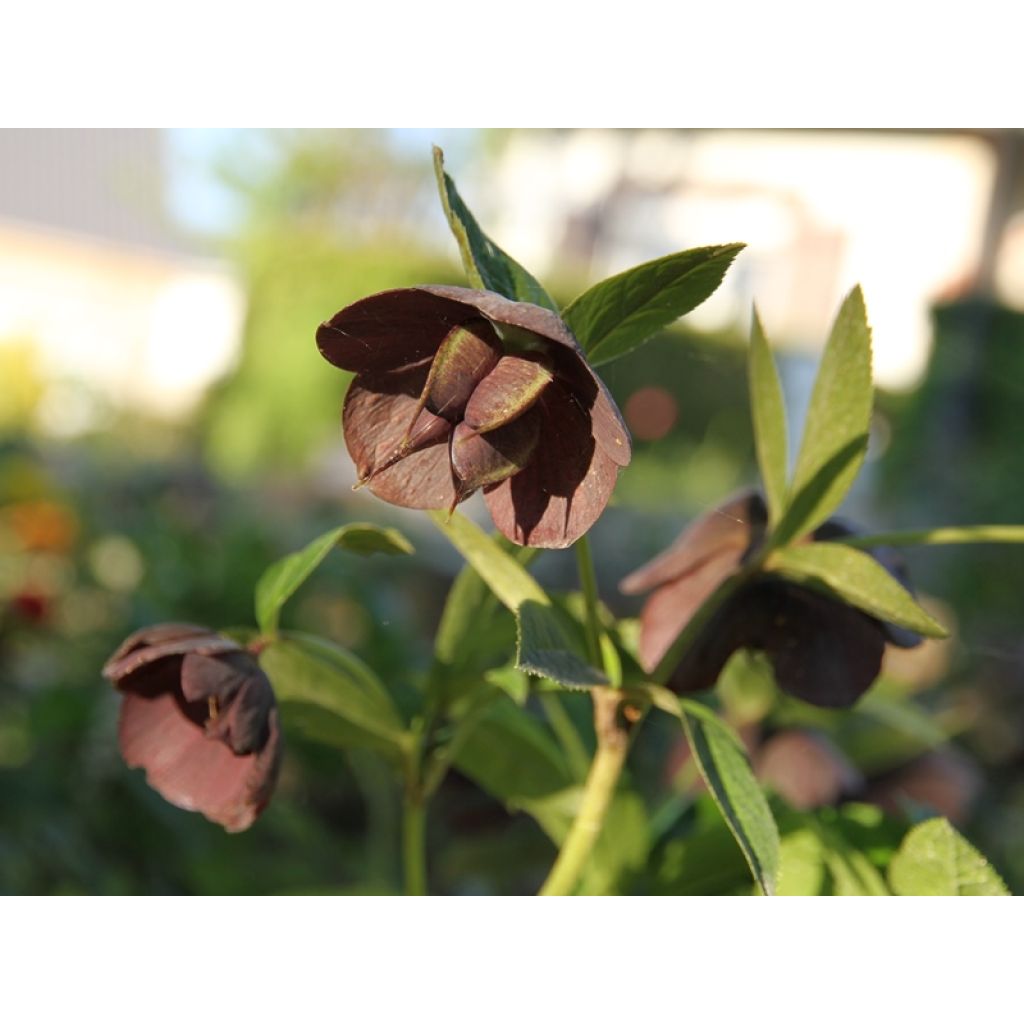 Helleborus x hybridus Black