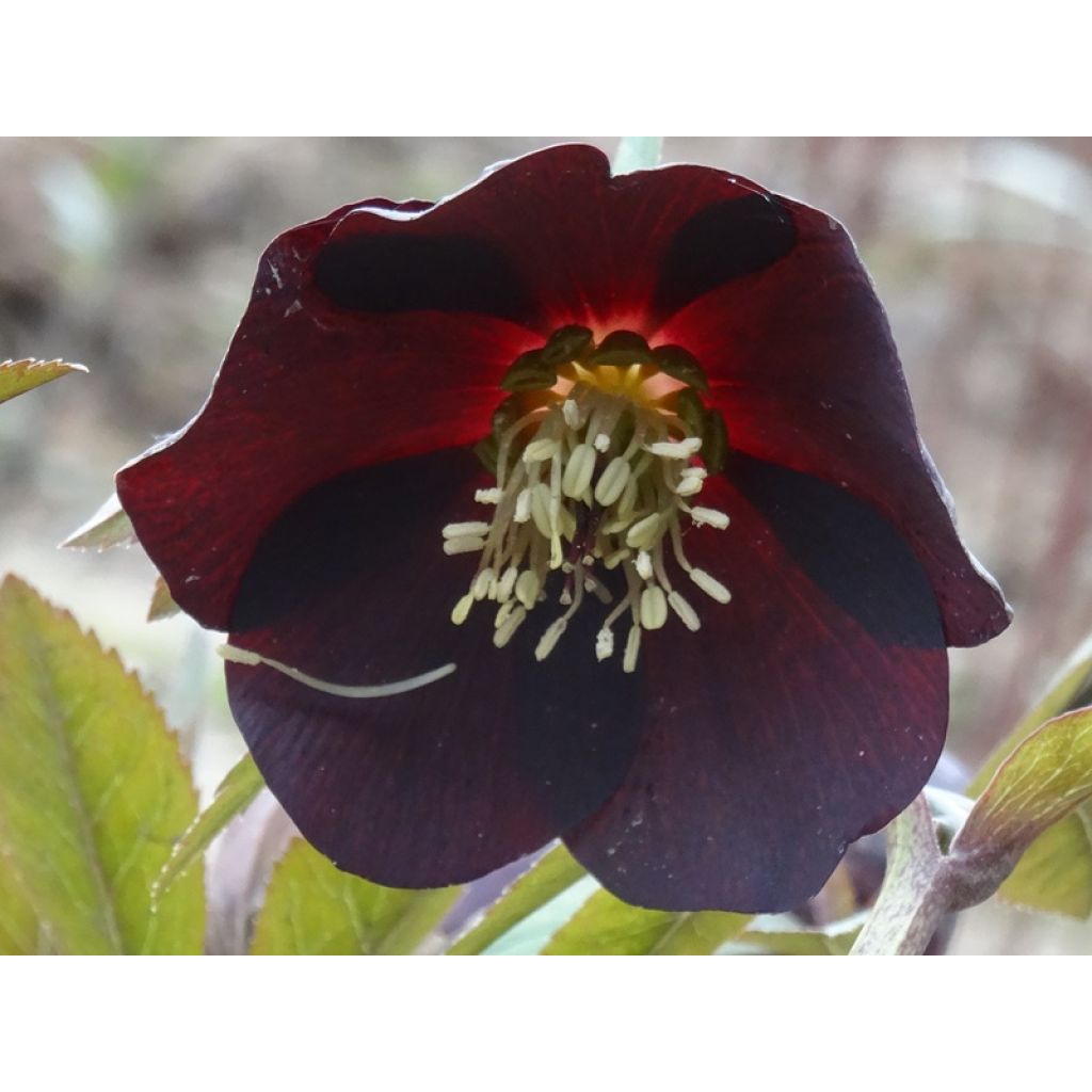 Helleborus x hybridus Black
