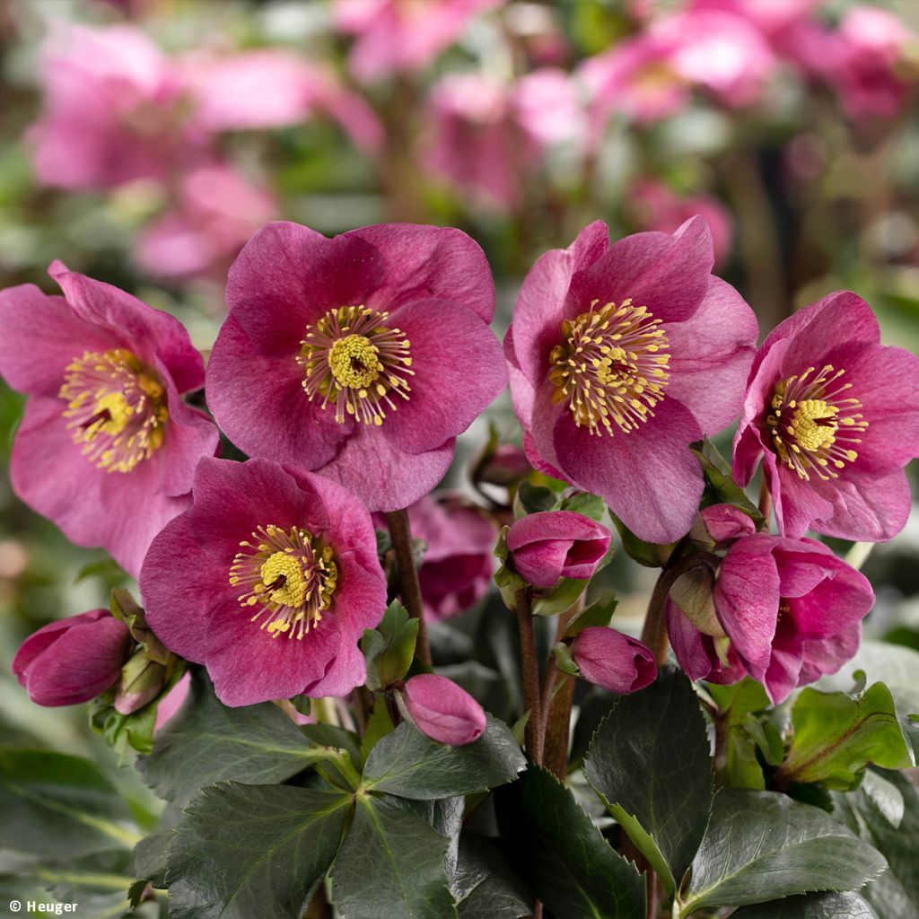 Helleborus HGC Lenia