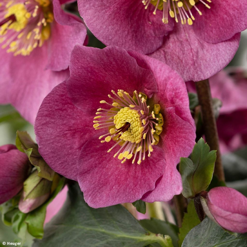 Helleborus HGC Lenia