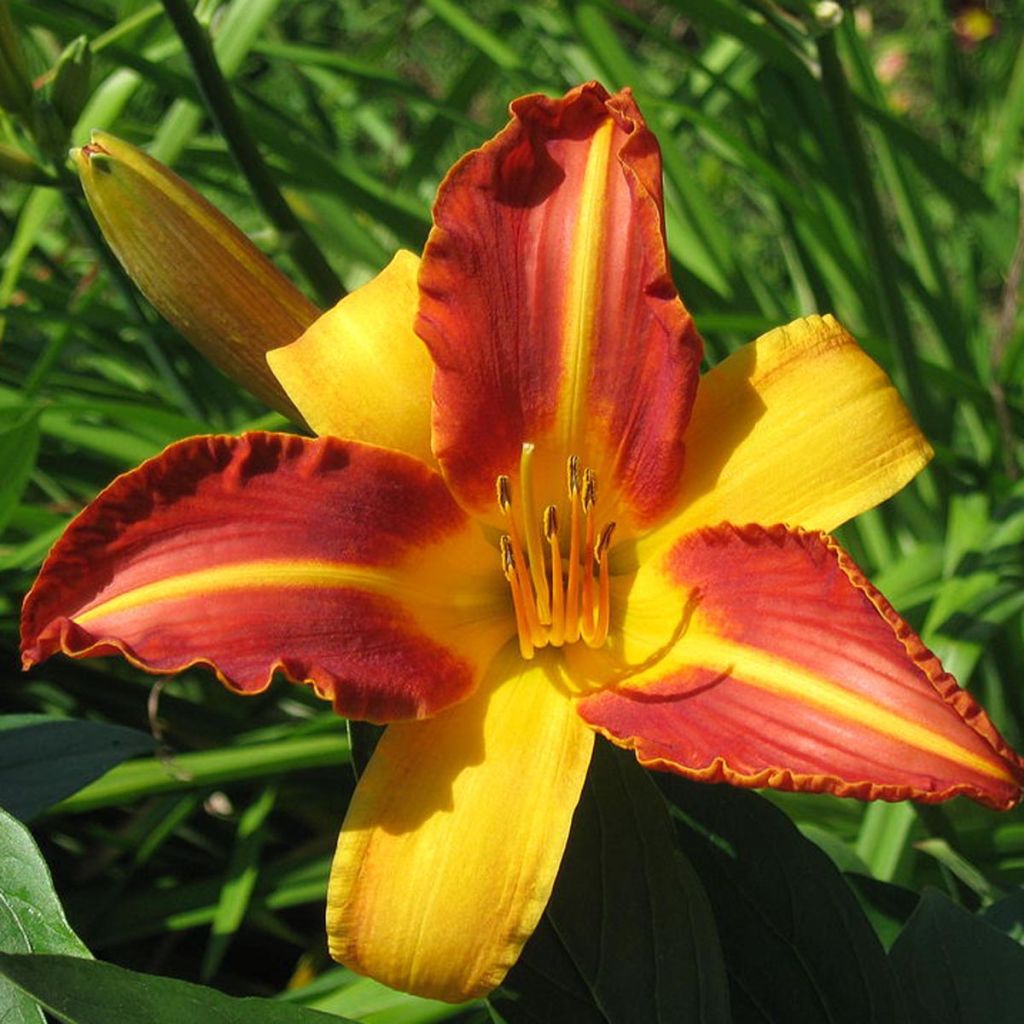 Hemerocallis Frans Hals - Daylily