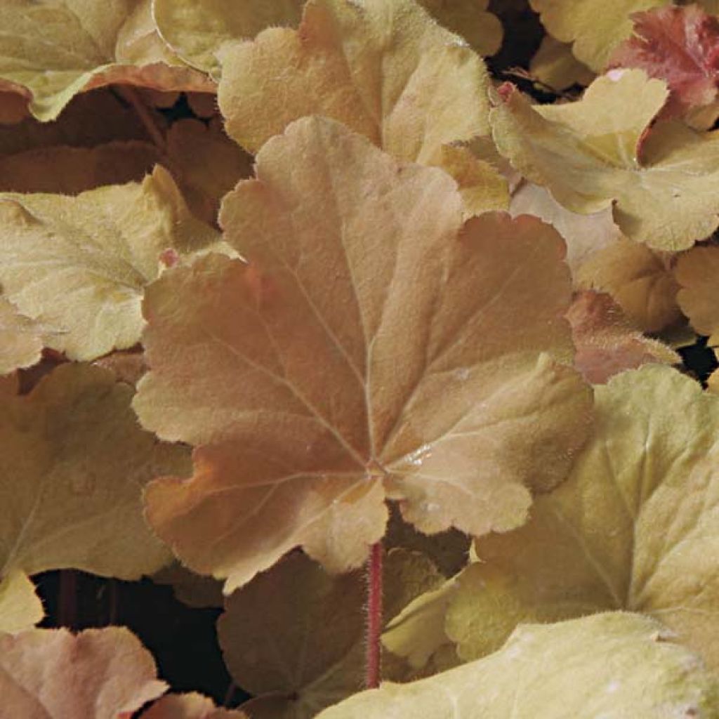 Heuchera villosa Caramel