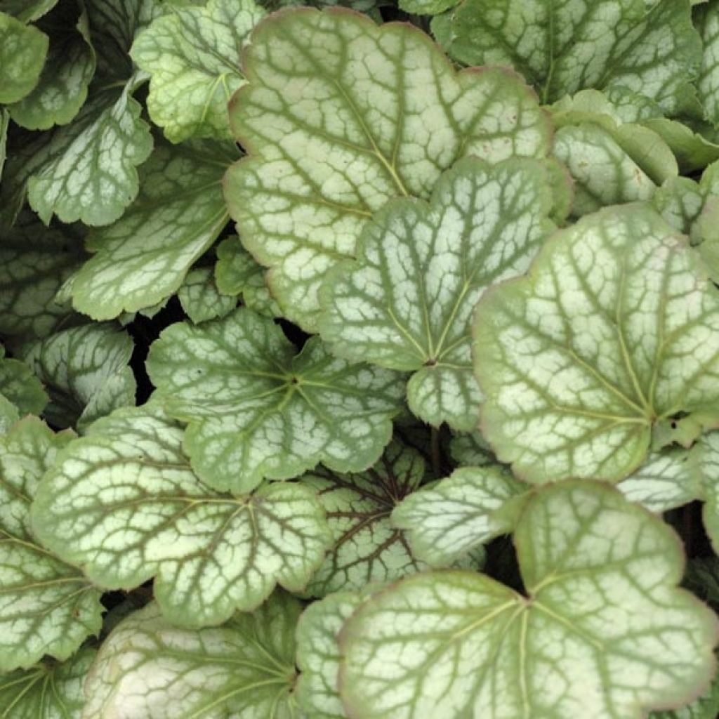Heuchera Green Spice