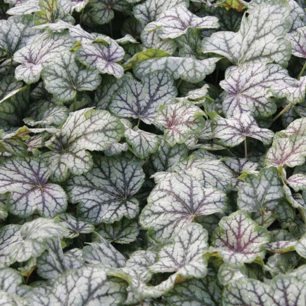 Heuchera Green Spice