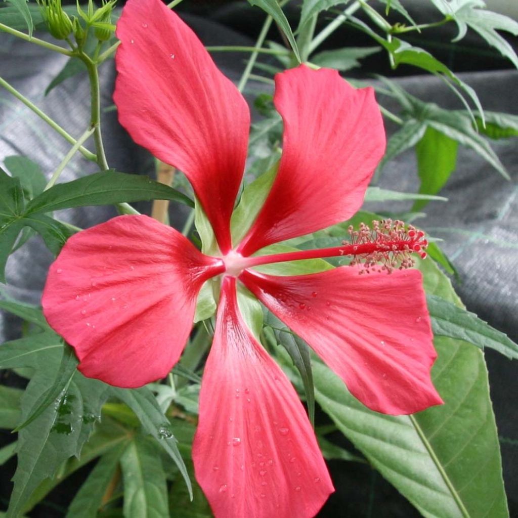 Hibiscus coccineus