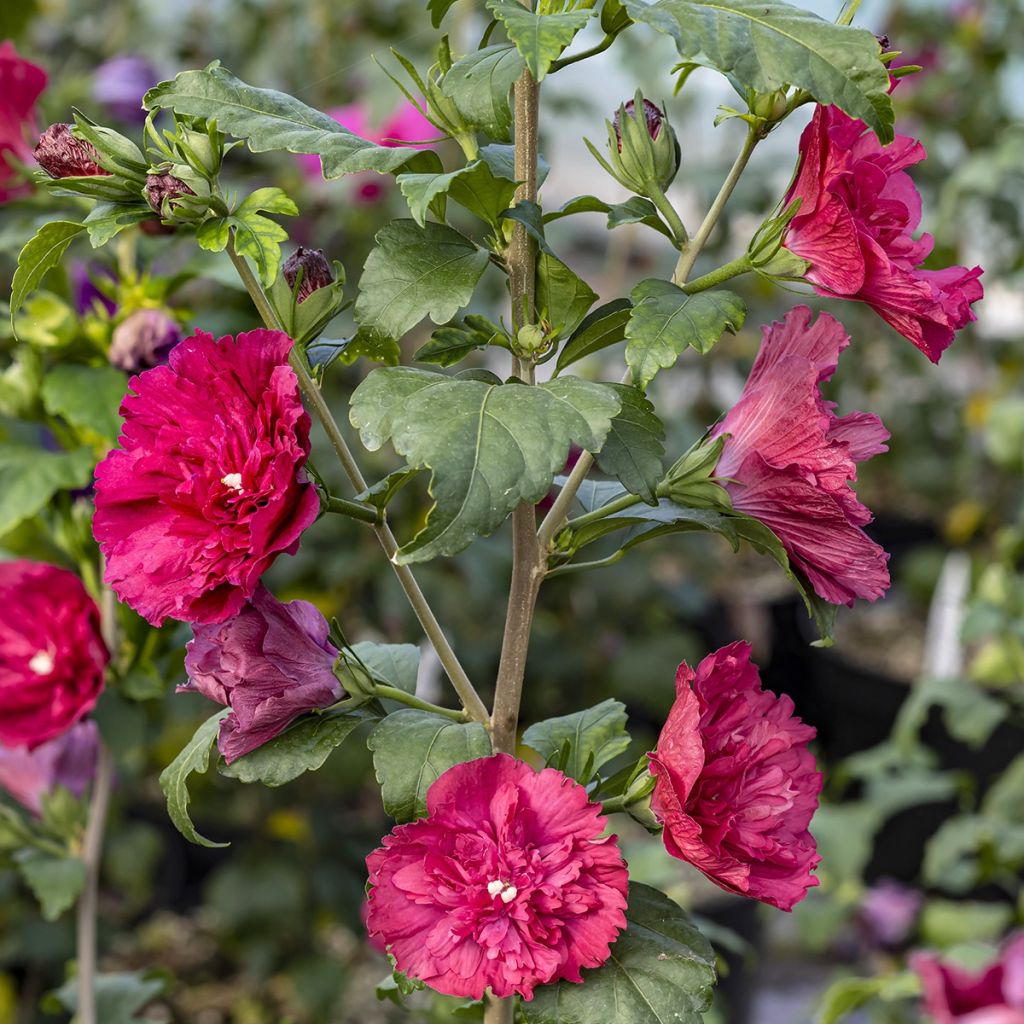 Hibiscus syriacus Ruby Chiffon® - Rose of Sharon