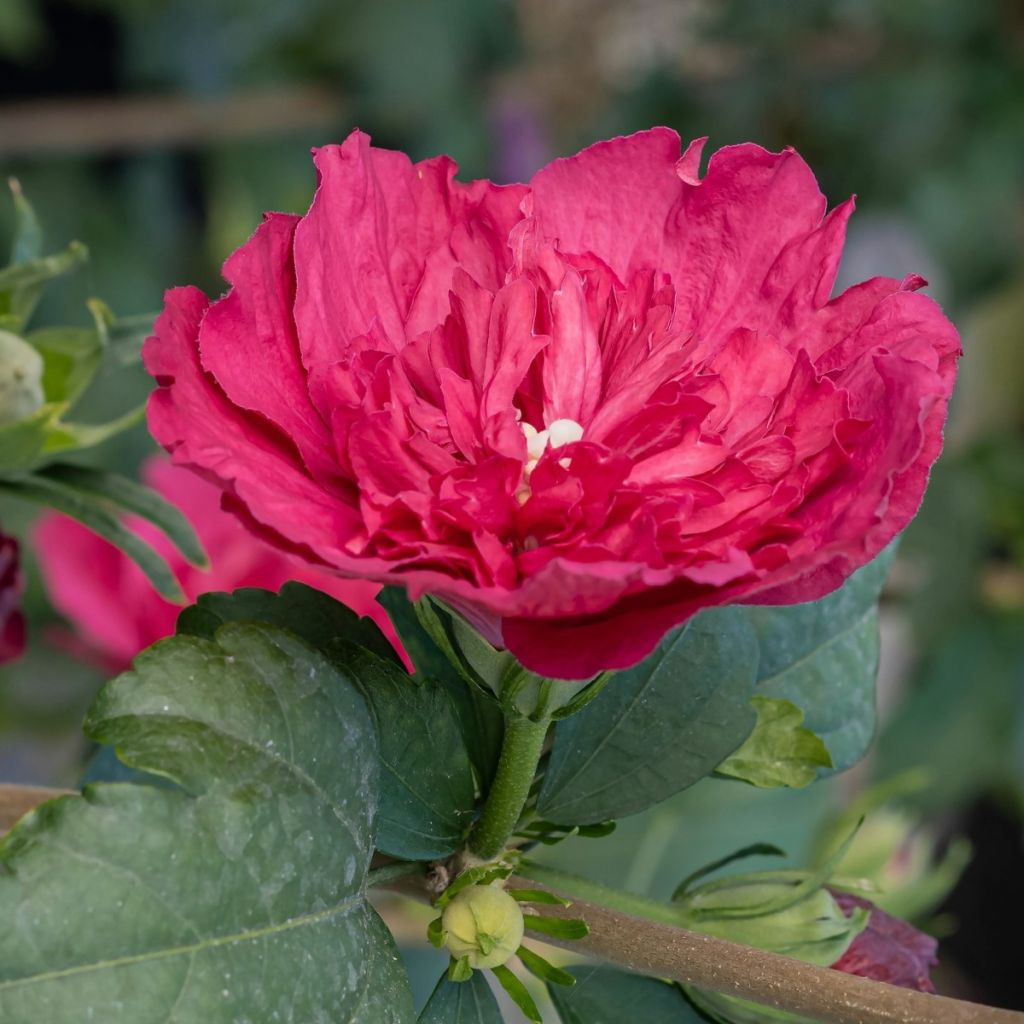 Hibiscus syriacus Ruby Chiffon® - Rose of Sharon