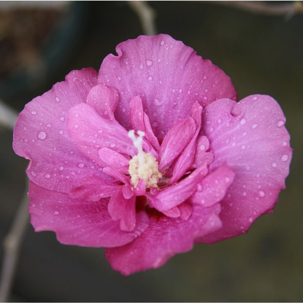 Hibiscus syriacus Magenta Chiffon - Rose of Sharon