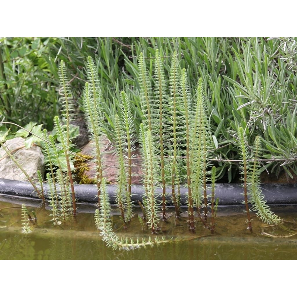 Hippuris vulgaris