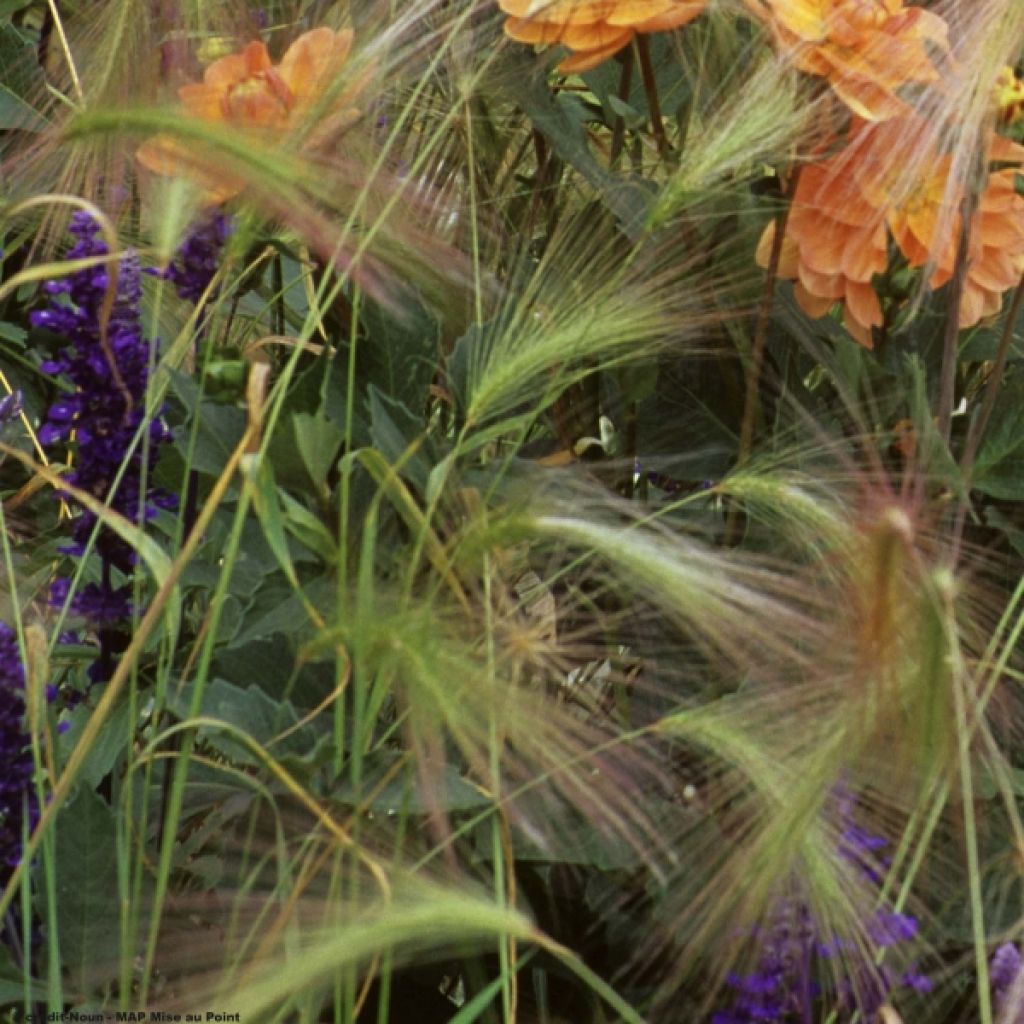 Hordeum jubatum