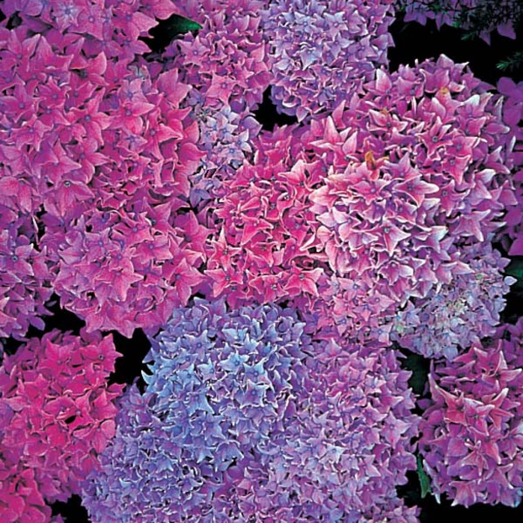 Hydrangea macrophylla Tovelit