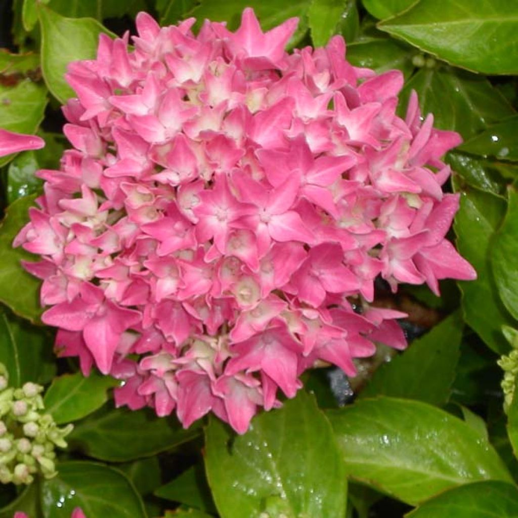 Hydrangea macrophylla Tovelit