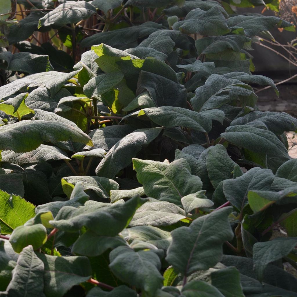 Hydrangea aspera Macrophylla