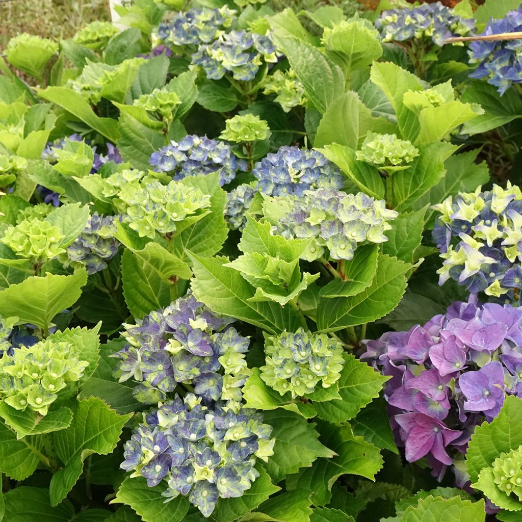 Hydrangea macrophylla Lady Mata Hari