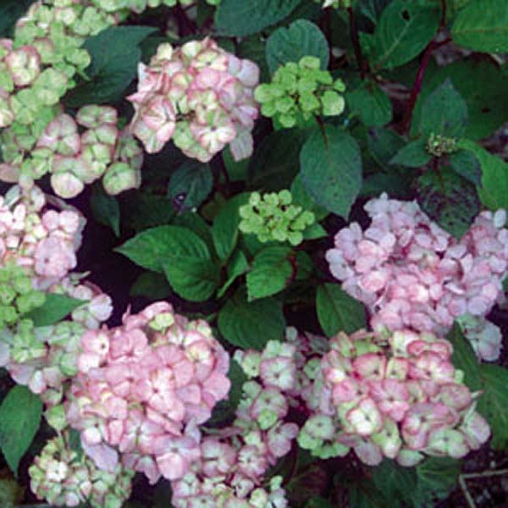 Hydrangea serrata Preziosa - Mountain Hydrangea