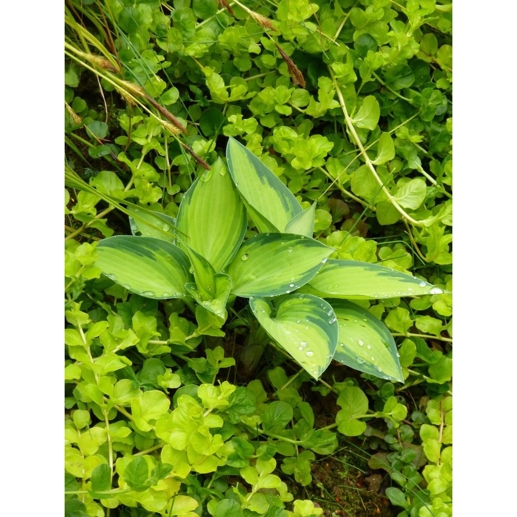 Hosta June