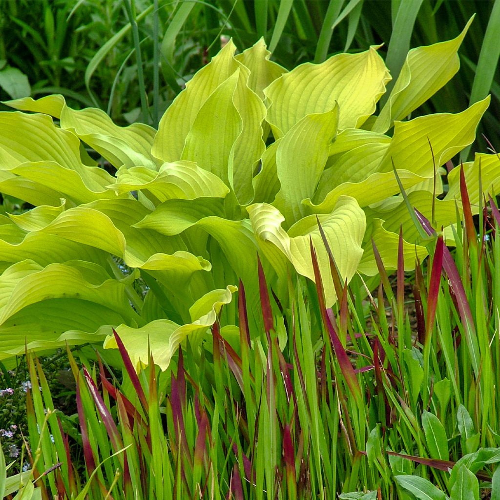 Hosta Sun power