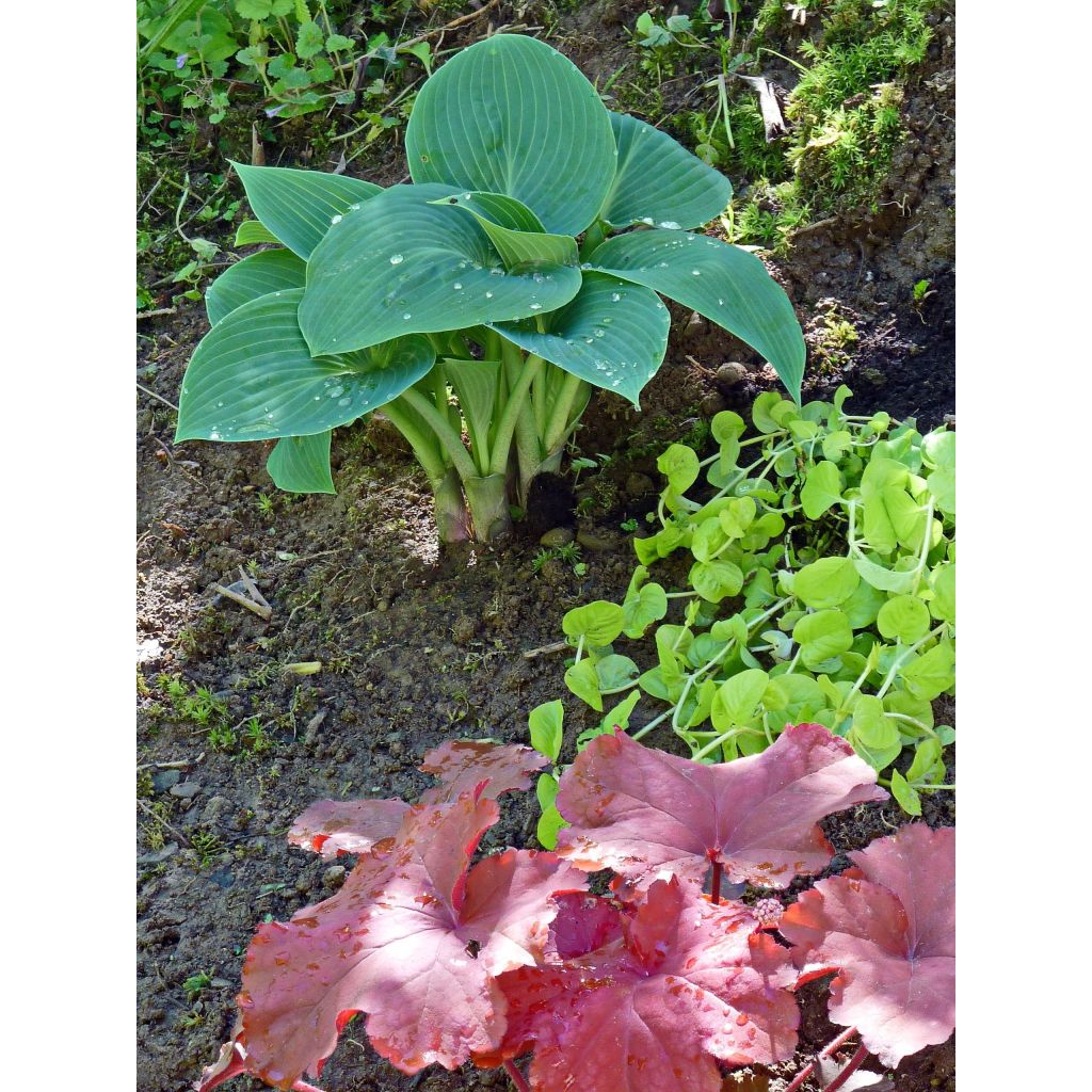 Hosta tardiana Halcyon - Blue Hosta