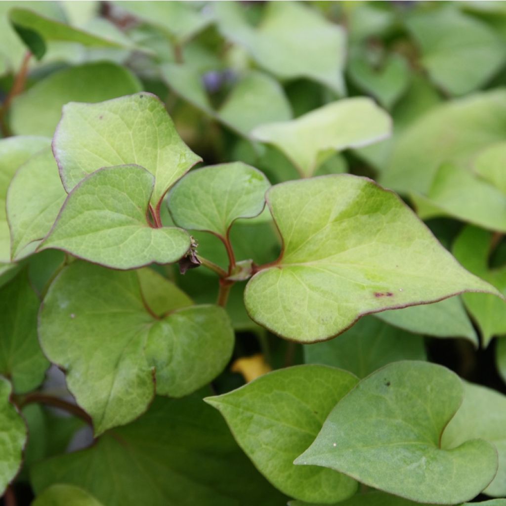 Houttuynia cordata 
