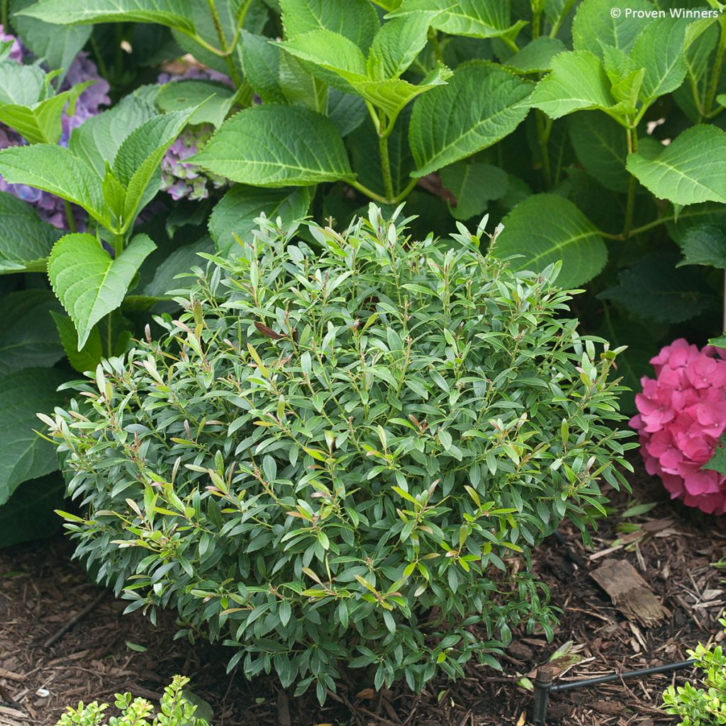 Ilex glabra Gem Box - Inkberry