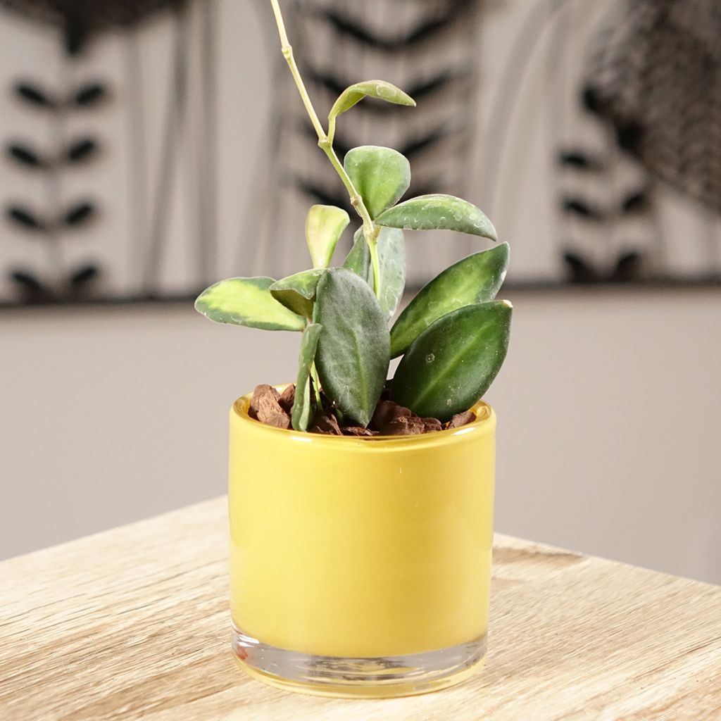 Hoya burtoniae Variegata - Wax plant