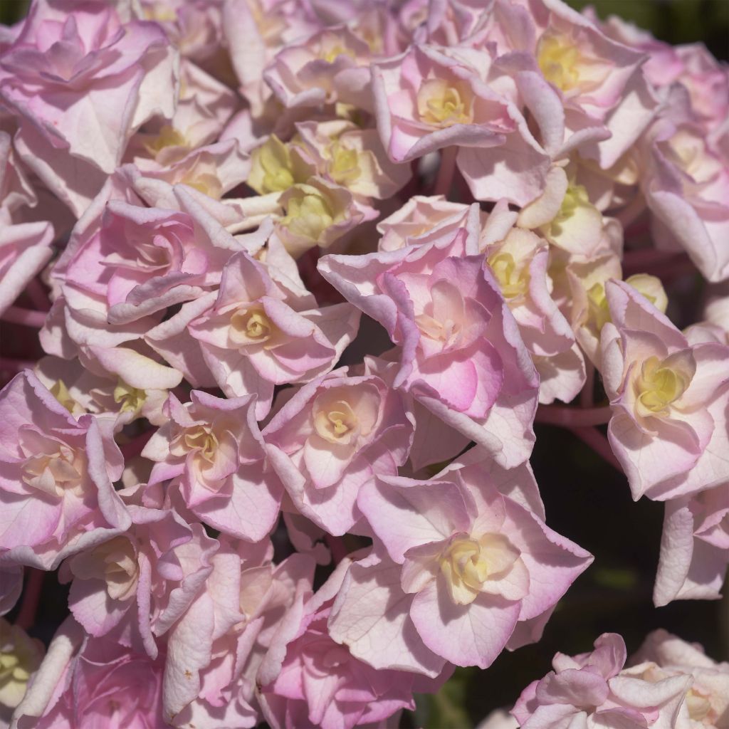 Hydrangea macrophylla Kazan