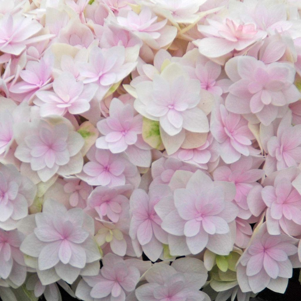 Hydrangea macrophylla Kazan