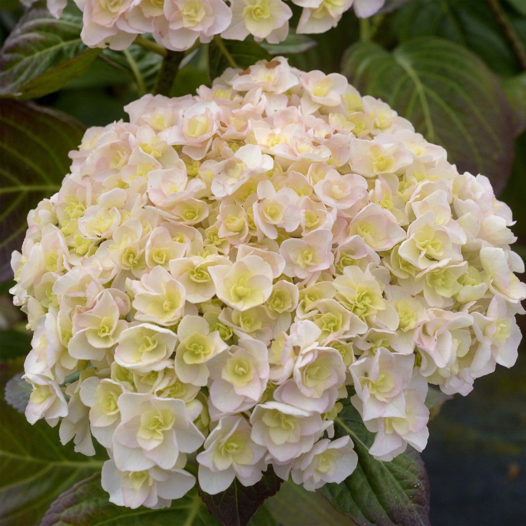 Hydrangea macrophylla Kazan