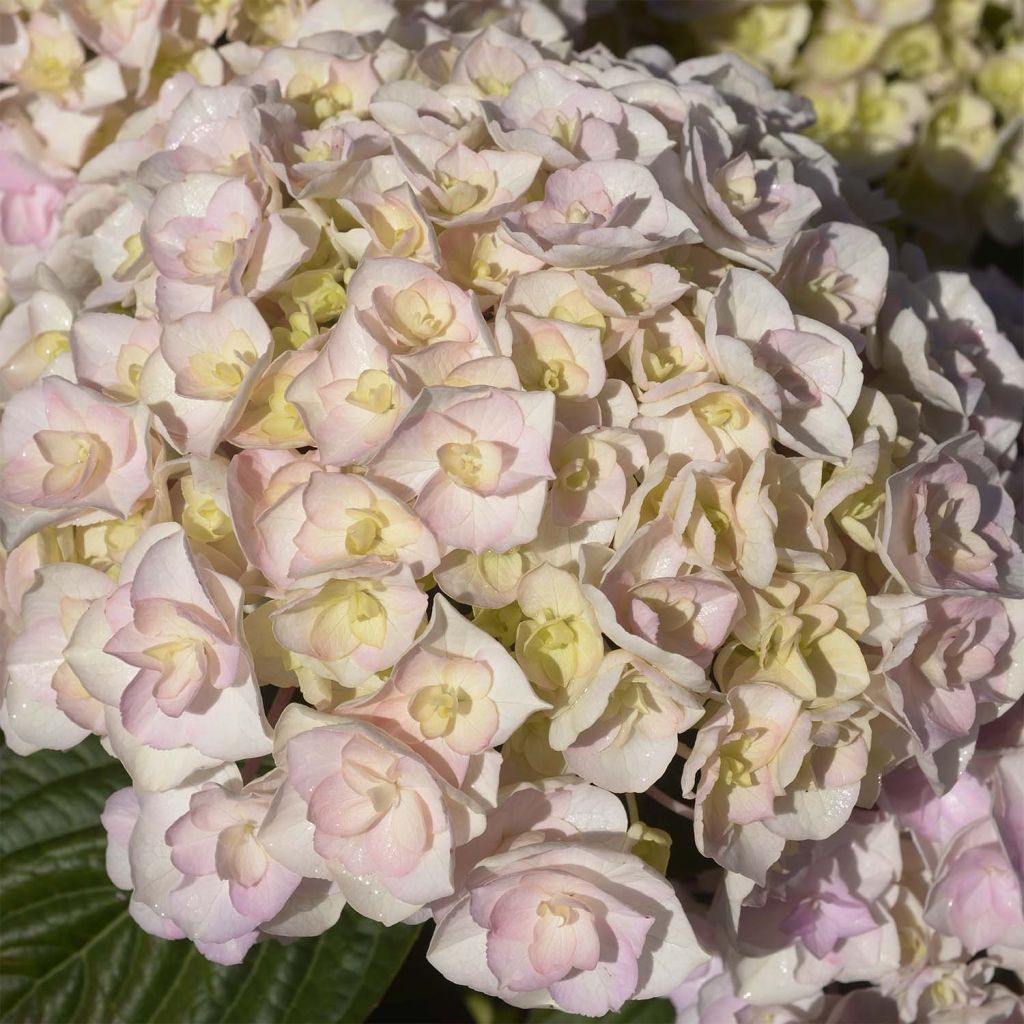 Hydrangea macrophylla Kazan