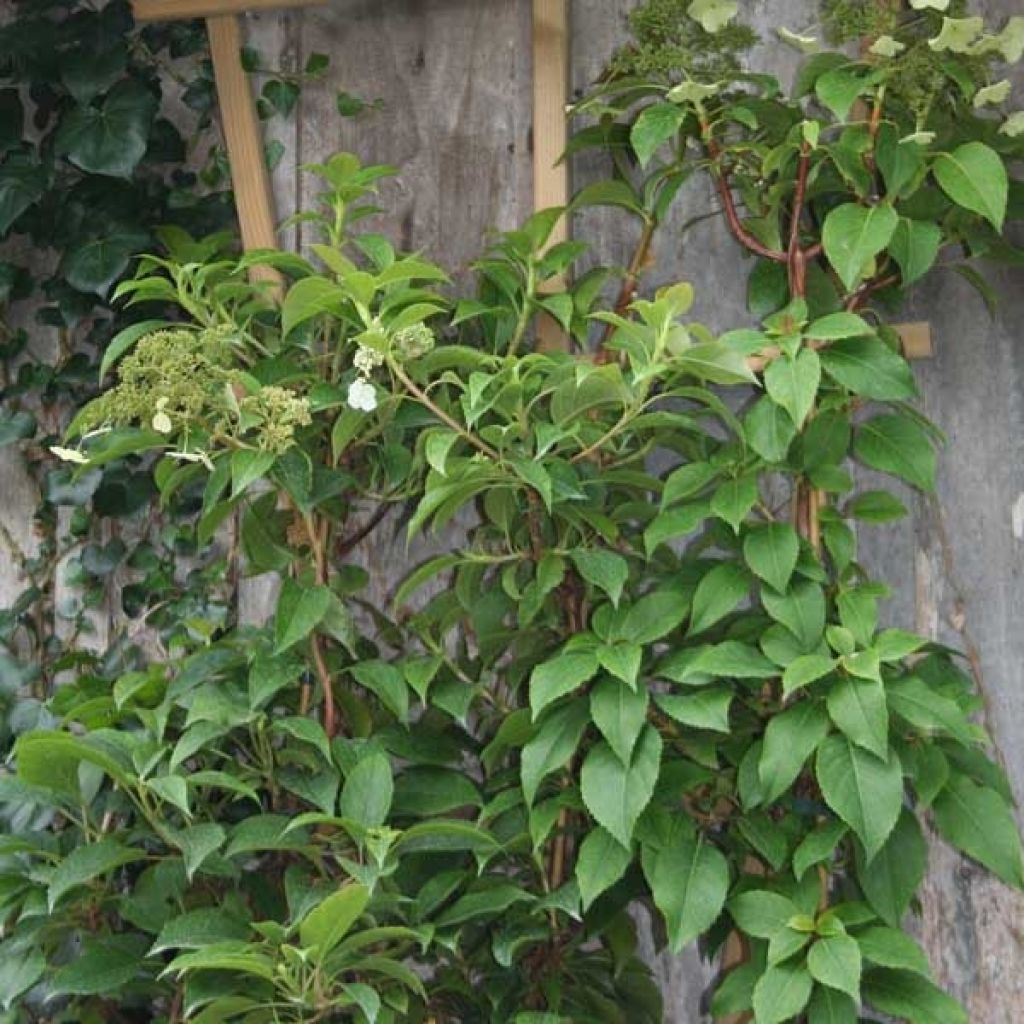 Hydrangea Semiola