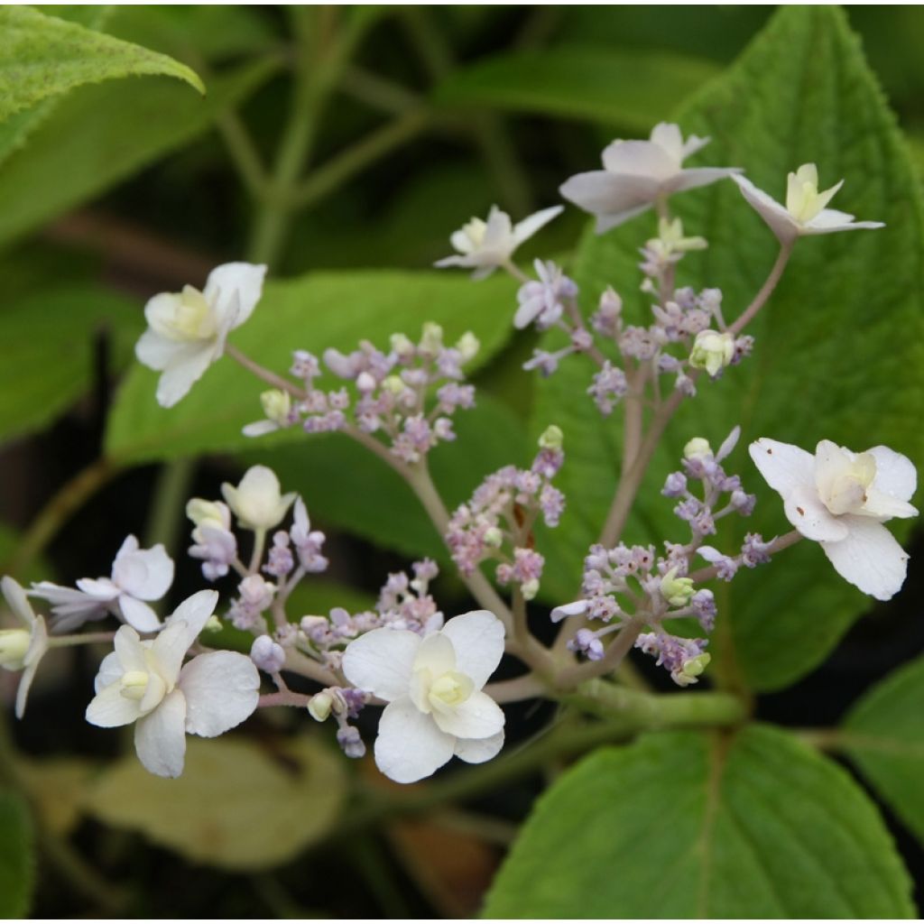 Hydrangea involucrata Yoraku Tama
